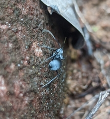 Polyrhachis