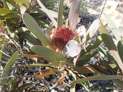 Protea lorifolia
