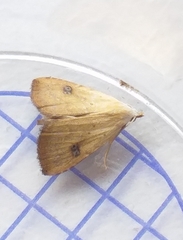 Rivula sericealis