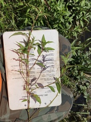 Persicaria hydropiper