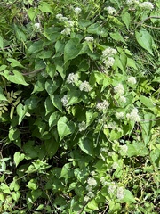 Mikania scandens