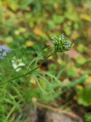 Gilia