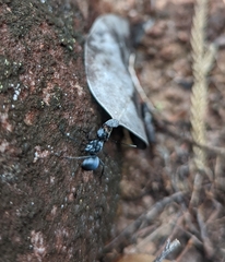 Polyrhachis