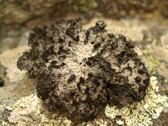 Lasallia