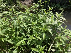 Persicaria hydropiper