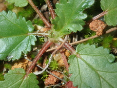 Erodium botrys