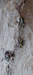 Commius elegans