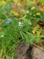 Gilia