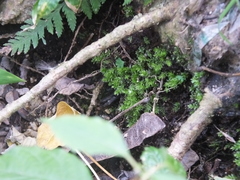 Bryopsida