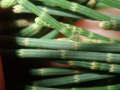 Casuarinaceae