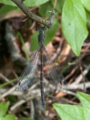 Lestes forcipatus