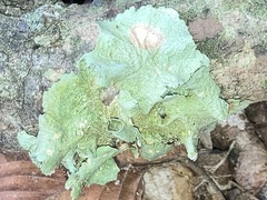 Flavoparmelia baltimorensis