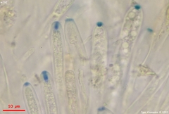 Microglossum olivaceum