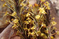 Struthiola eckloniana