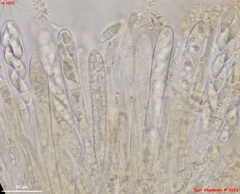 Microglossum olivaceum