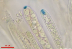 Microglossum olivaceum