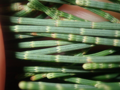 Casuarinaceae
