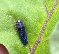 Paraulacizes irrorata