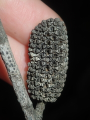 Casuarinaceae