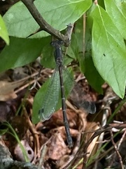 Lestes forcipatus