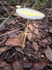 Leucocoprinus