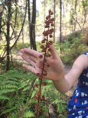 Pterospora andromedea