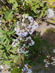 Heliotropium