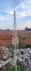 Drimia numidica