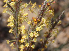 Struthiola eckloniana