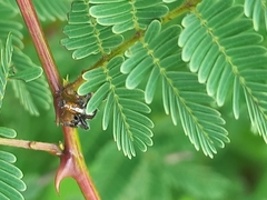 Thyene imperialis
