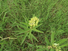 Asclepias viridis