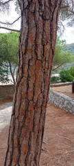 Pinus pinea
