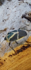 Commius elegans
