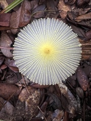 Leucocoprinus