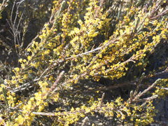 Struthiola eckloniana