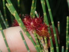 Casuarinaceae