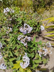 Heliotropium