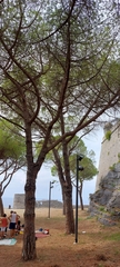 Pinus pinea