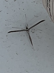 Pterophorinae