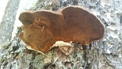 Porodaedalea
