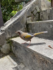 Trochalopteron morrisonianum