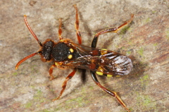 Nomada lathburiana