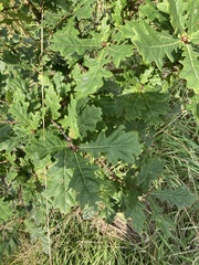 Quercus petraea