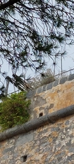 Pinus pinea
