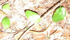 Maianthemum canadense