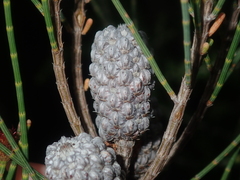 Casuarinaceae