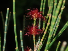 Casuarinaceae