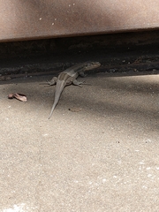 Gallotia galloti eisentrauti