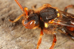 Nomada lathburiana