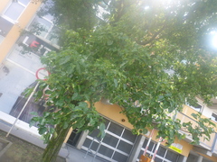 Pyrus